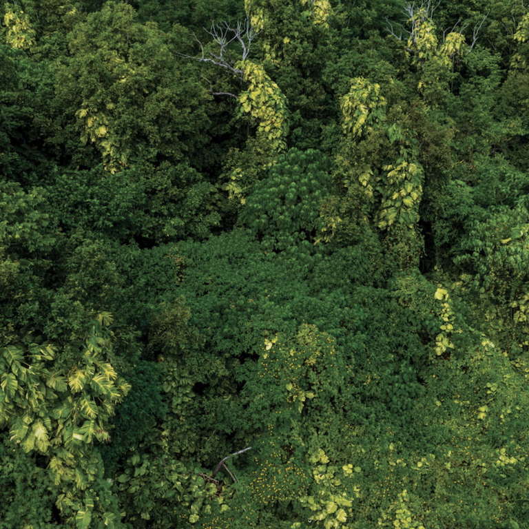 Huvalu Rainforest (Image Credit : National Geographic)